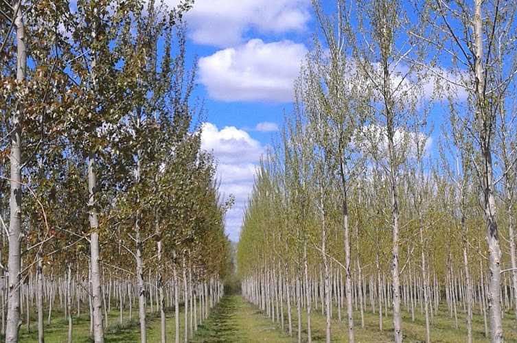 Fotografia tomada fuera de FUSTEK, S.L. - Aserradero en Llombai, Valencia