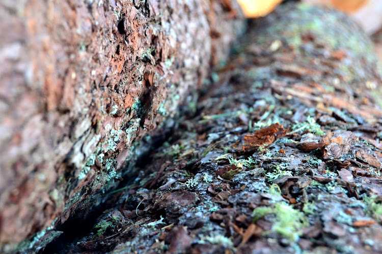 Fotografia tomada fuera de Aserradero de Tuiriz, S.L. - Serradoiro en Ferreira de Pantón, Lugo