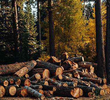 Fotografia tomada fuera de Hermanos Ramalledo - Servicio forestal en Castroverde, Lugo