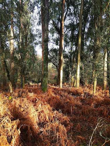 Fotografia tomada fuera de Maderas Greleiros - Establecimiento de venta de madera en Casas Novas, Orense