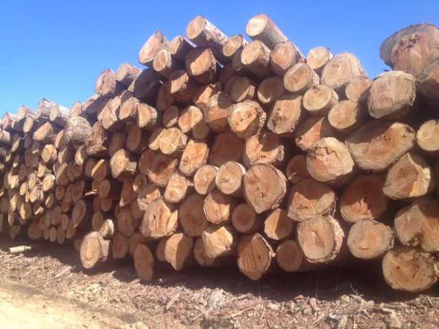 Fotografia tomada fuera de SERRADORA CORNELLA S.L.U - Aserradero en Sant Hilari Sacalm, Girona