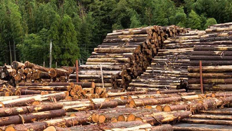 Fotografia tomada fuera de Madeiras Irmáns Castros - Establecimiento de venta de madera en Curro, A Coruña